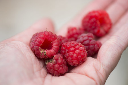 Handful of beautiful fresh raspberry on a handの写真素材