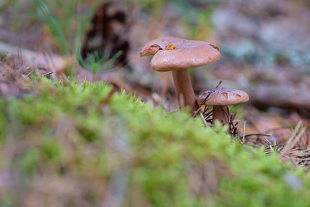 Lactarius rufus growing on forest