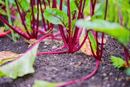 Young beet grows on a bed