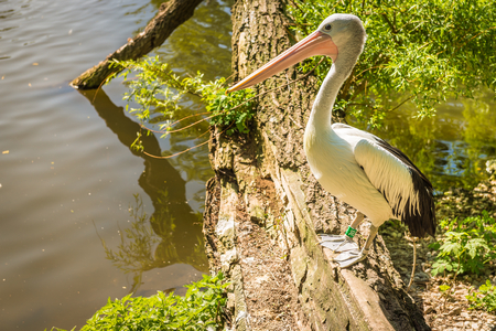 Reat white pelican sitting near pondの写真素材