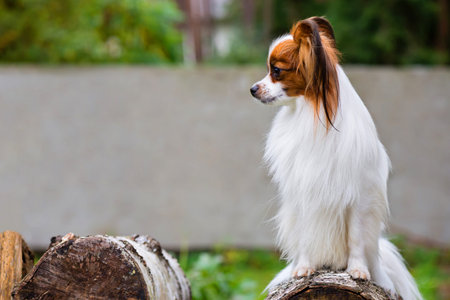 Portrait of a papillon purebreed dogの写真素材