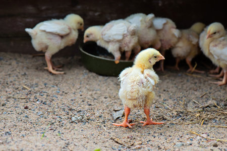 Little cute chick