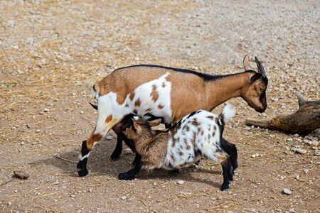 Goat feeds goatlingsの写真素材