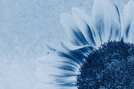 Macro drop on the sunflower petalの写真素材