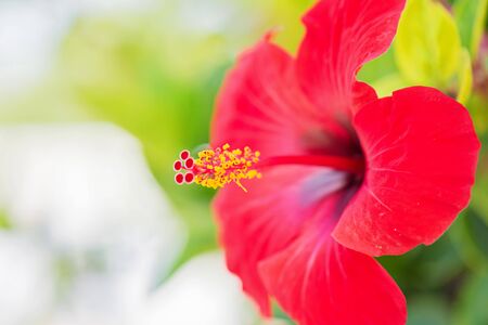 Tender macro shoot of red hibiscus flowers.の写真素材