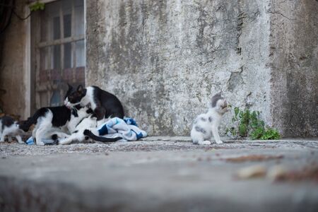 Cat family on Dubrovnik, Croatiaの写真素材