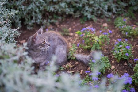 Cat on Dubrovnik, Croatiaの写真素材