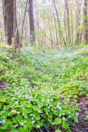 Oxalis acetosella or common wood sorrel. Close up blooming view in spring in the forest.の写真素材