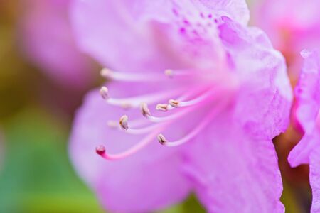 Macro shot of fresh pink rhododendron over blurred background. Shallow depth of field.の写真素材