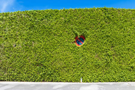 A No Waiting sign on the street hiding in green bush captured during the daytime.の写真素材