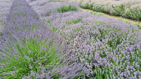Blooming lavender fieldの写真素材
