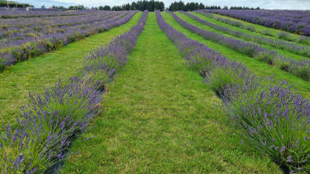 Rows of lavender plants in a fieldの写真素材