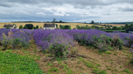 Purple lavender flowers field with house in backgroundの写真素材