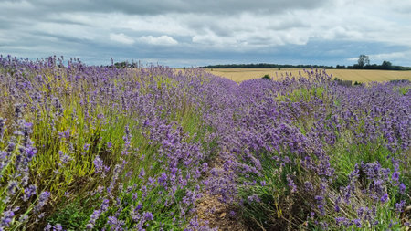 Field of purple lavender flowers under cloudy skyの写真素材