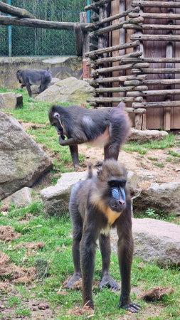 A group of baboons foraging and playing together in a natural enclosure during a sunny afternoon at the zooの写真素材