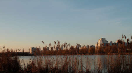 Lake reeds in urban areaの写真素材