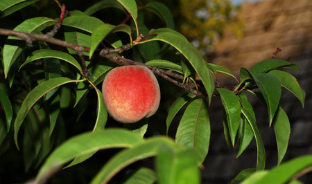 Peach fruit on a branch close upの写真素材