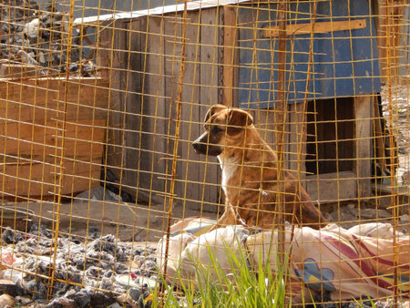 Dog in kennel at animal shelterの写真素材