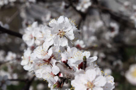 Open flowers of cherry blossoms in bloom closeupの写真素材