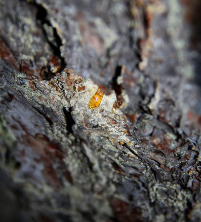 Solid amber resin drop on a pine tree bark close upの写真素材