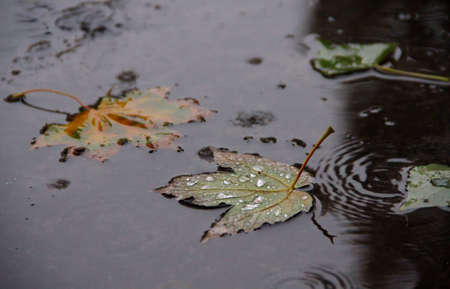 Fallen leaf in puddle with drops and rain circle at autumnの写真素材