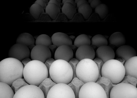 Eggs in carton tray detailed stock photos