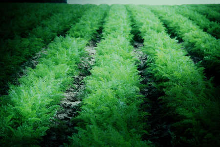 Early growth of carrotsの写真素材