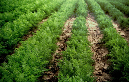 The crop with row planted carrot bushesの写真素材