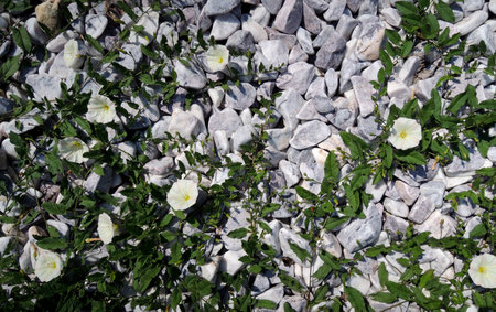<p>White pebble stones covered by climbing plant stems with flowers texture background</p><p><br></p><p><br></p>の写真素材