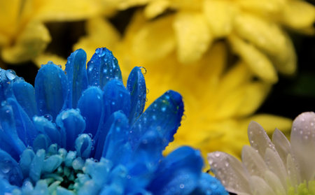 Conceptual photo of a yellow and blue flower with water drops symbolizing tears on flowers in the national colors of Ukraineの写真素材