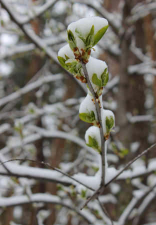 Branch Of Tree With Snow Covered Soft First Leaves Closeupの写真素材