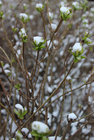 Young Buds With First Leaves On A Branches Covered With Snowの写真素材
