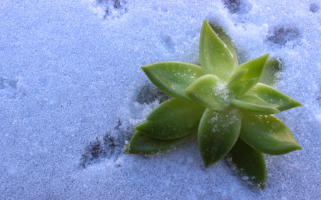 Green Leaves Of Succulent Plant On A Powder Snow Top Viewの写真素材