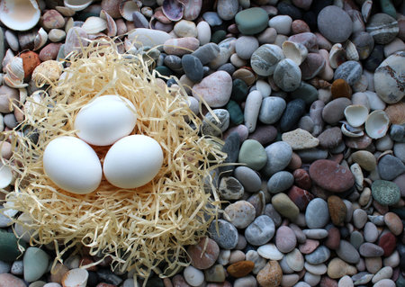 Birdâs Nest With Eggs On A Rocks Concept For Postcard Or Wallpaperの写真素材