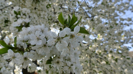 Defocused Branches Of Cherry Tree In Bloom With Focus On A Beauty Inflorescenceの写真素材