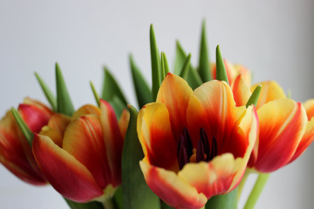 Side View Of Selectively Bred Tulips With Red And Yellow Petals In A Bouquet Isolated On Whiteの写真素材