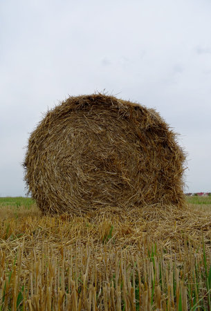 Pressed Bale Of Hay On A Mowed Field