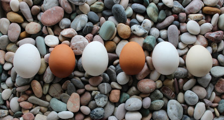 Six Variety Colored Chicken Eggs In A Row On A Smooth Stones Top View. Stock Photo For Eggs Backgroundsの写真素材