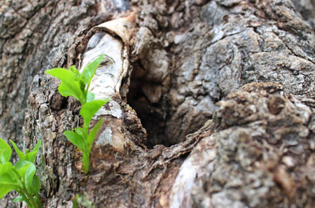 Green shoots break through the dying roots of an aged tree closeup view stock photo
