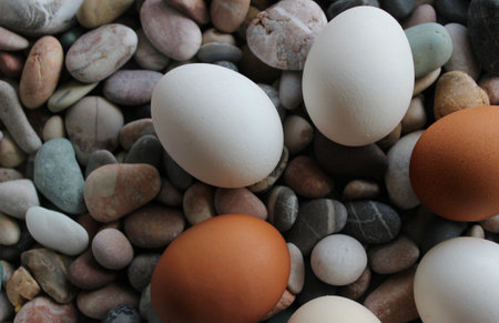 Brown And White Chicken Eggs In Round Shape On A Colored Sea Stones. Stock Photo For Food Decoration...