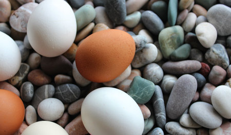 Variety Colors Raw Eggs In Form Of Ring Laid Out On Decorative Stones At Side Of Imageの写真素材