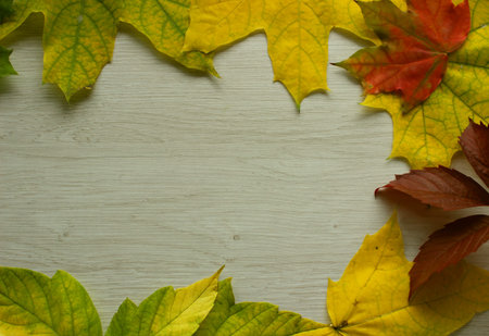 Autumnal Design for Card or Background with Colorful Fallen Leaves Around Wooden Surface