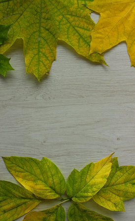 Vertical Stock Image of Maple Leaf on the Top and Bottom of Wooden Background with Empty Space in a...