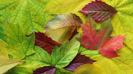 Various textures and colors of different fallen leaves close up stock photo for backgrounds and...