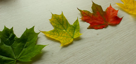 A line of colorful autumn leaves arranged by level of yellowing panoramic stock photo with soft focus effectの写真素材