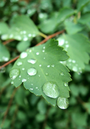 Plant Leaves With Drops Of Dew Nature Backgroundの写真素材