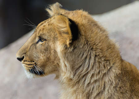 Alert and watchful young lionの写真素材