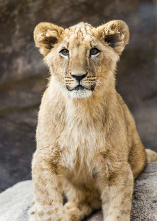 A young lion cubの写真素材