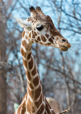 A long-necked giraffeの写真素材