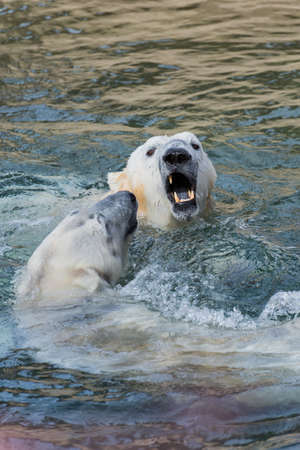 Two polar bears in the waterの写真素材